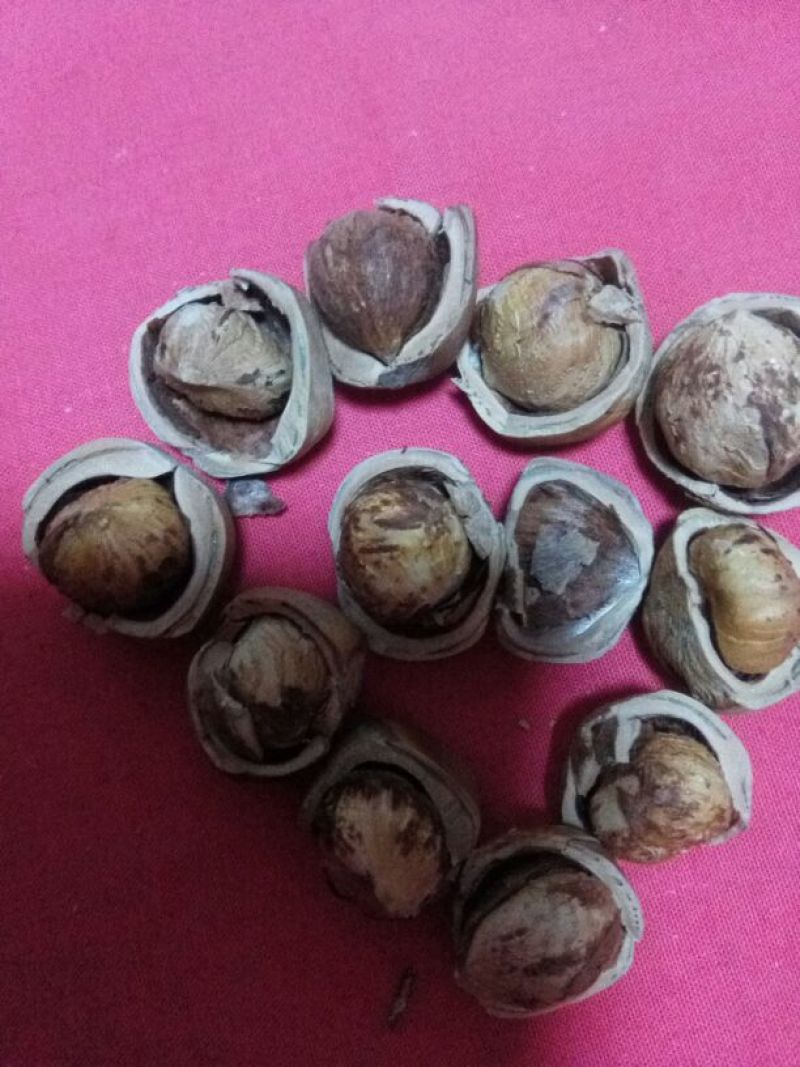 毛榛一级