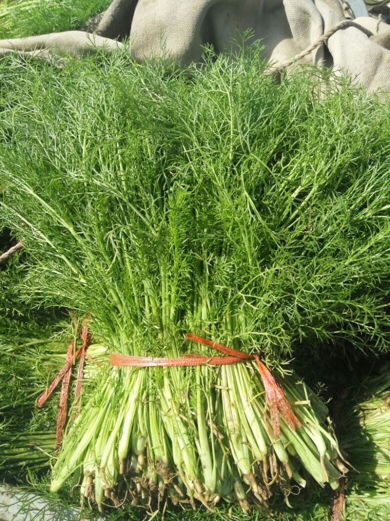 河北茴香价格优惠质量好走货快欢迎询价热卖全国欢迎询价