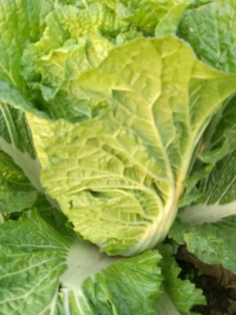 【热卖】精品黄心菜白菜4~6斤，价格便宜，现货批发