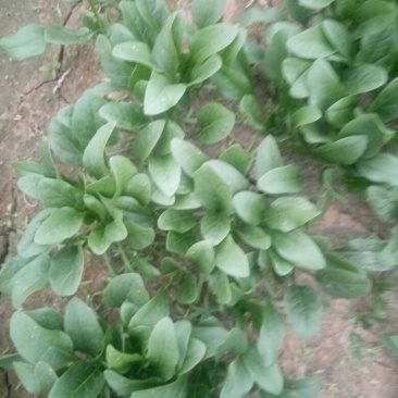 大叶菠菜15~20厘米