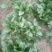 大叶菠菜15~20厘米