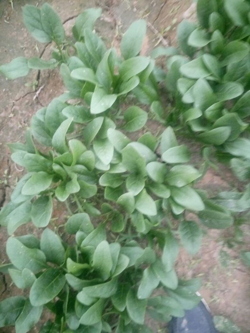 大叶菠菜15~20厘米