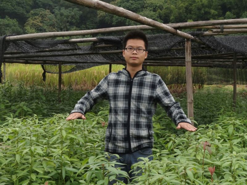 金丝楠木苗小叶桢楠苗出金丝率99%的优质木材