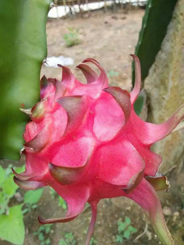 广西崇左市龙州县红皮红肉火龙果 大(7两以上