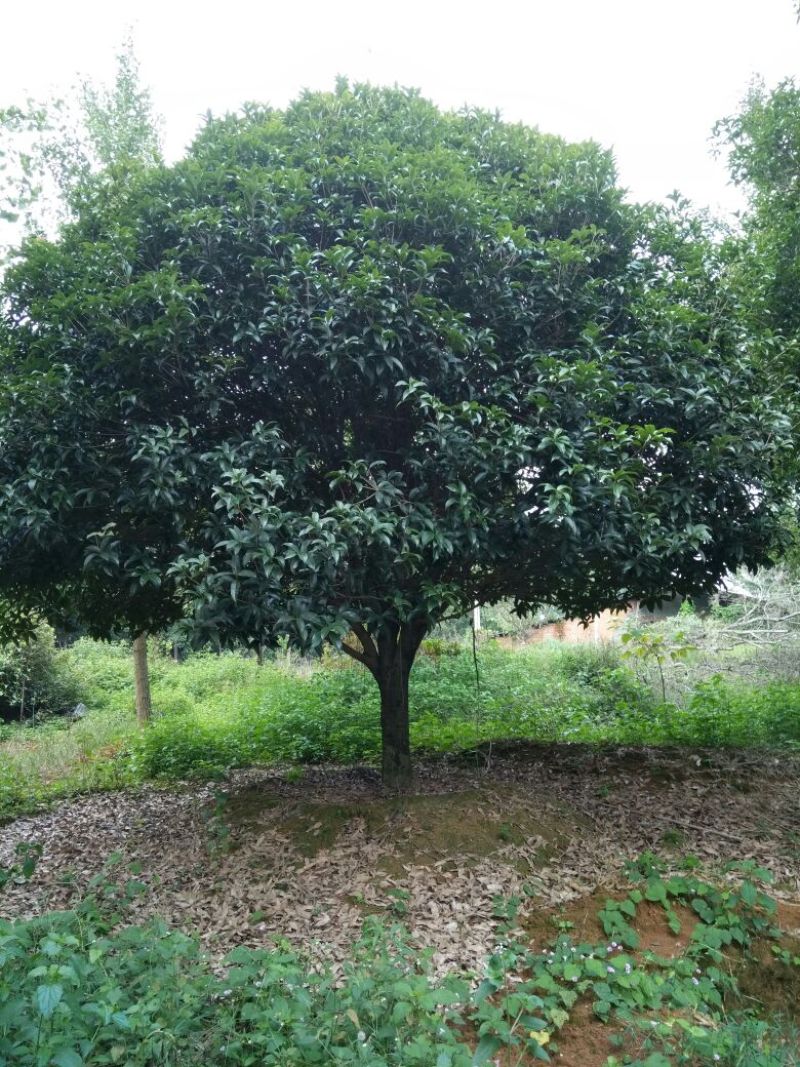 桂花树18~20cm4米以上3米以上