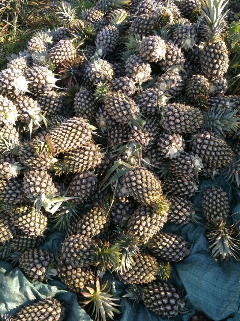 海南风梨金钻十七号凤梨欢迎来电地头装货