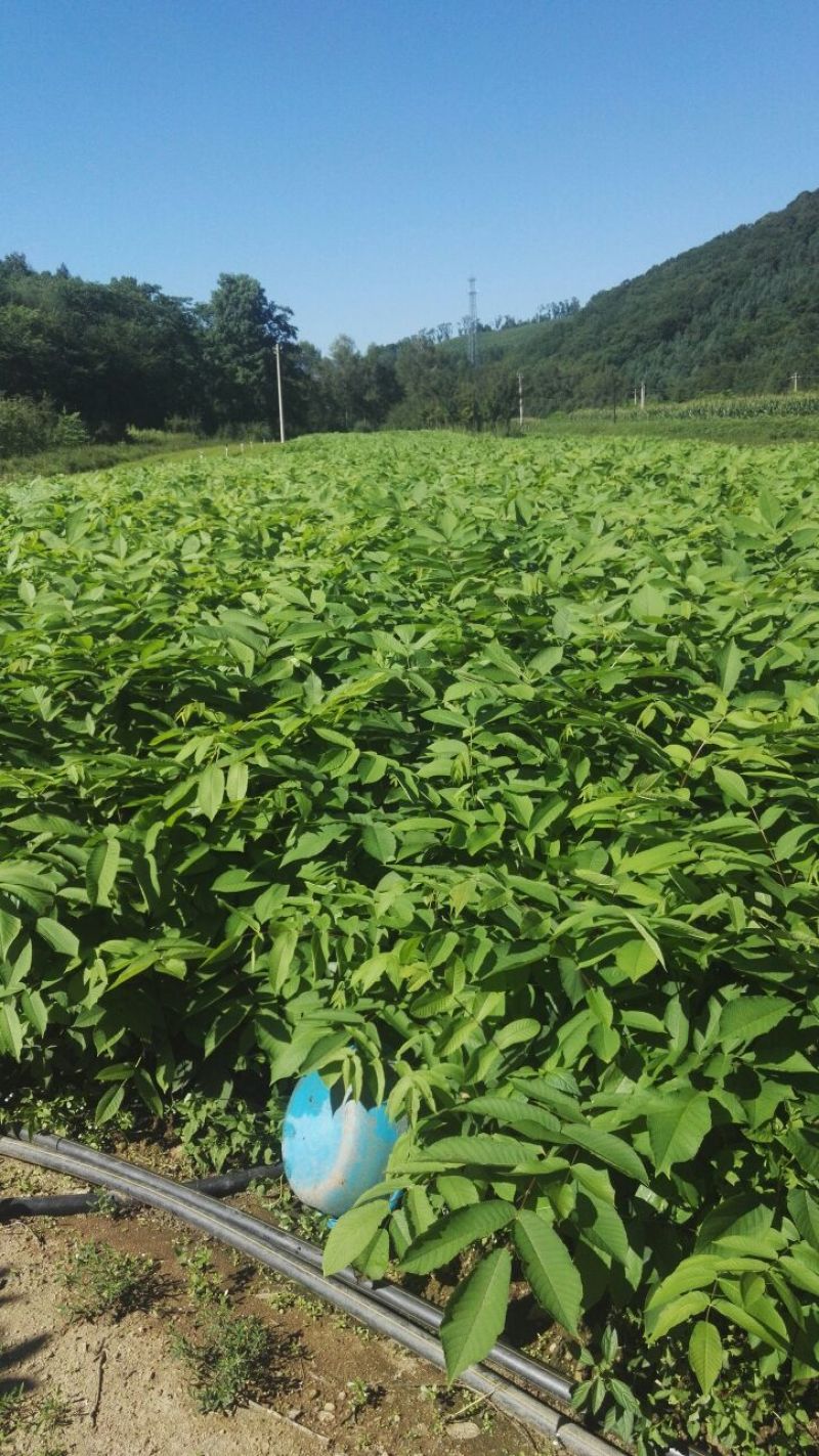 东北核桃苗，楸树苗，核桃楸，胡桃楸苗，黑皮核桃苗