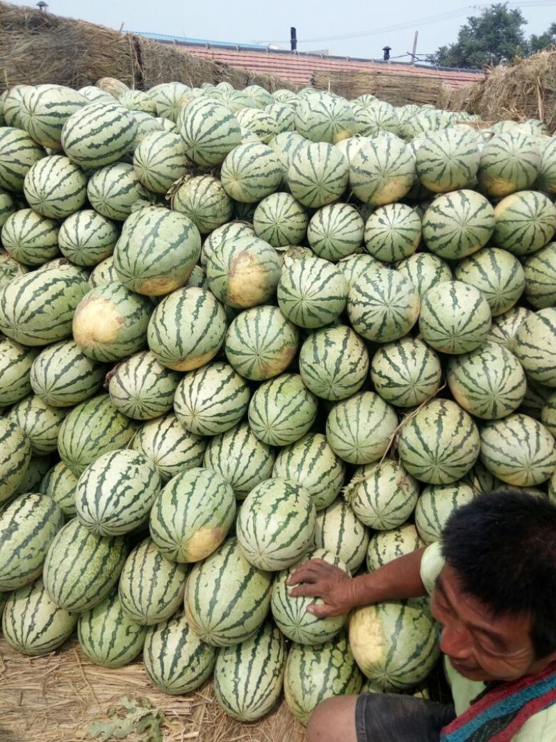 西农8号西瓜8斤打底9成熟头茬，产地直供，一手货源