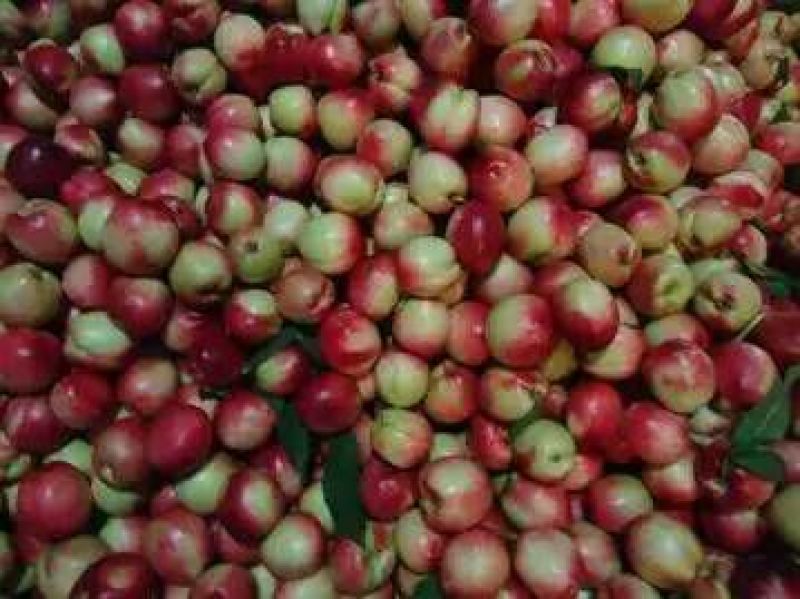中油5号油桃2两以上
