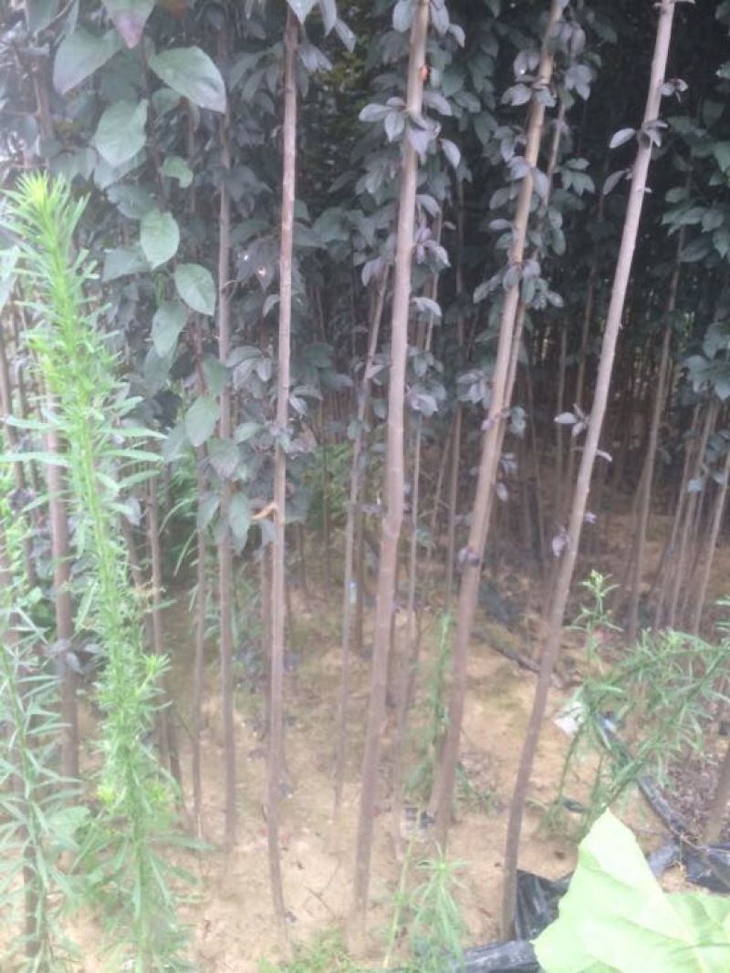 红叶李