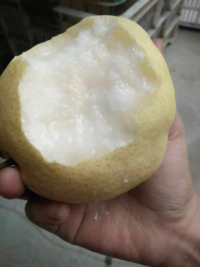 贡梨