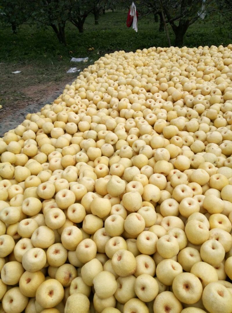 砀山梨300~350g光果