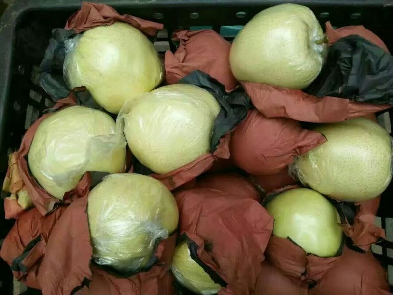 黄金梨350~400g纸加膜