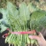 供应大叶菠菜，2斤小捆20~25厘米，货源充足