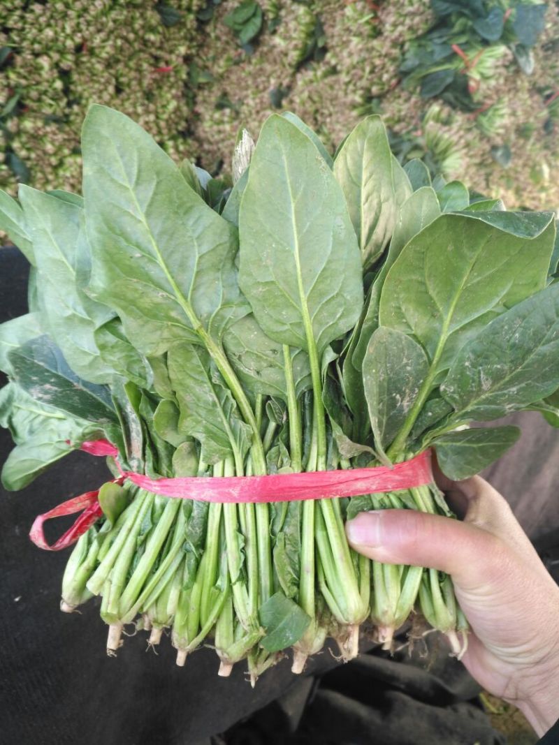 供应大叶菠菜，2斤小捆20~25厘米，货源充足