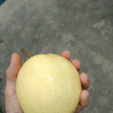 酥梨450~500g纸袋
