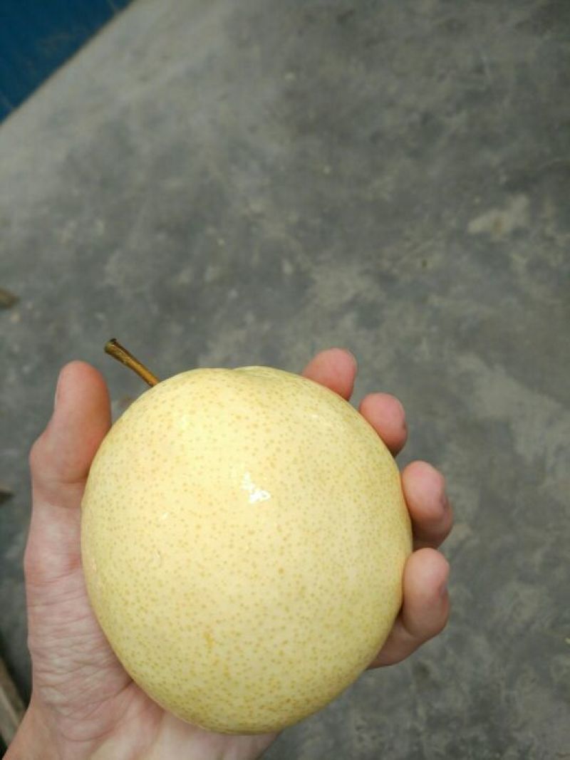 酥梨450~500g纸袋