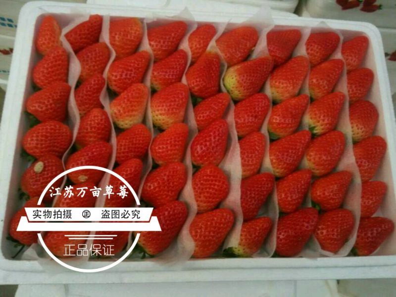 徐州草莓宁玉草莓，妙香草莓代收草莓电商美团供应