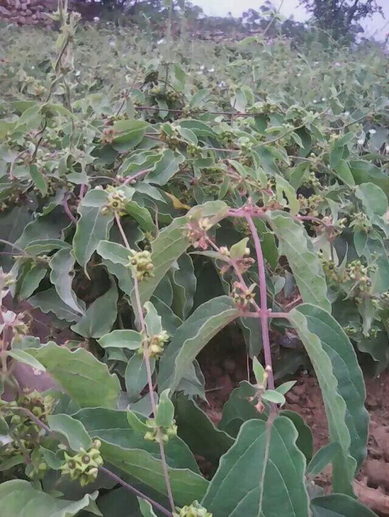 白薇野生白薇质量好量大价优