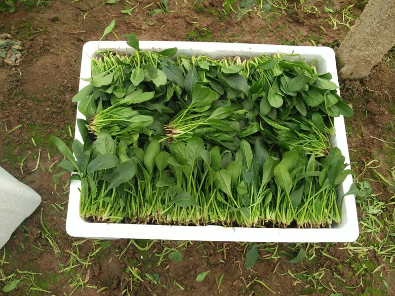 大叶菠菜15~20厘米