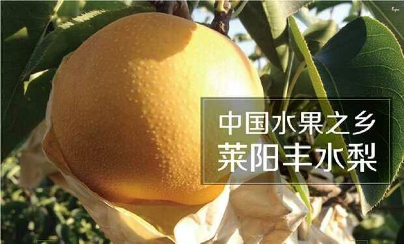晚秋黄梨600g以上纸箱