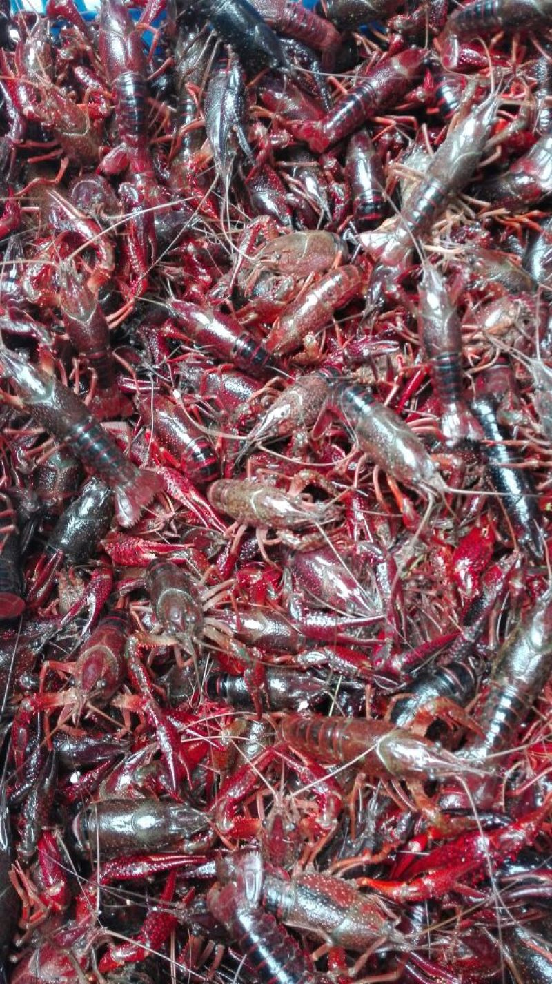 小龙虾食用6~8钱活虾