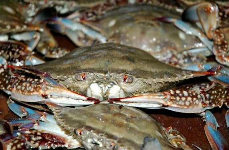 梭子蟹食用