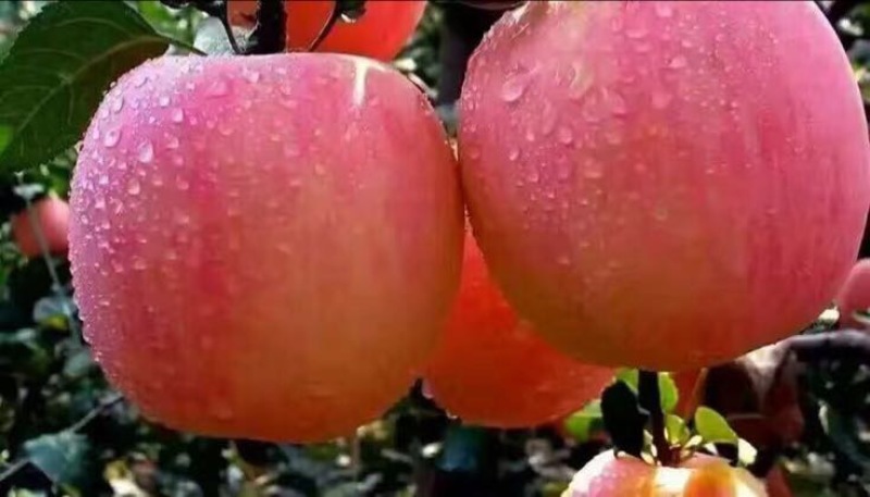 水晶富士苹果