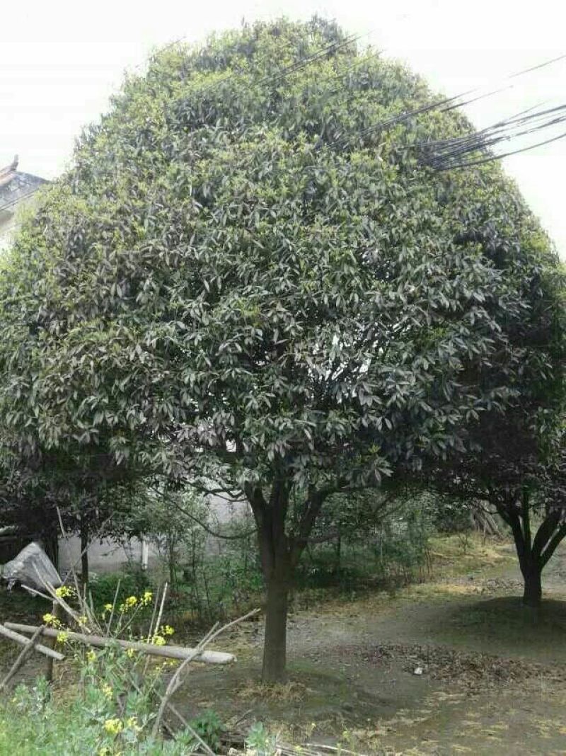 桂花树1~2米14~16cm1.5~2米