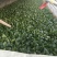 大叶菠菜15~20厘米