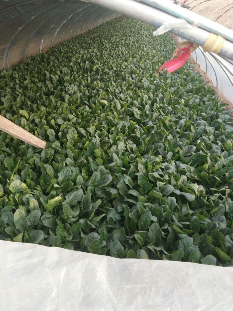 大叶菠菜15~20厘米
