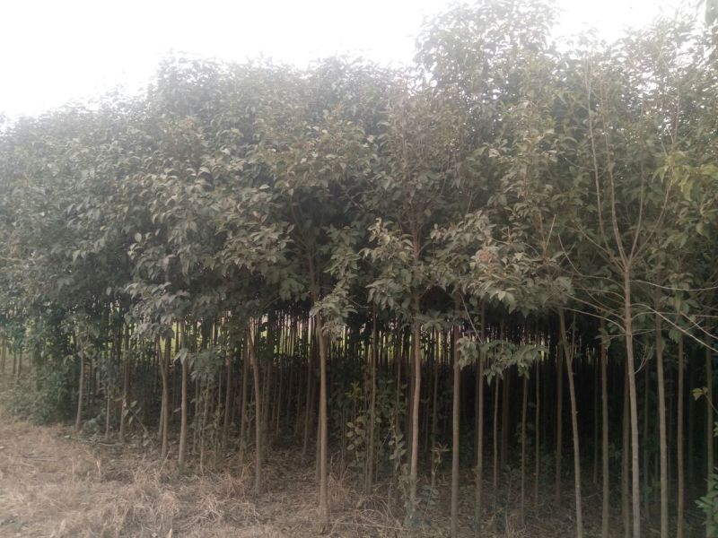 大叶女贞4cm以下