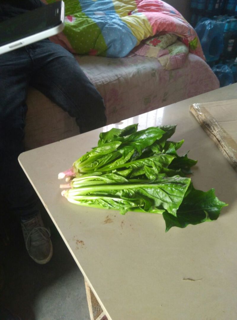 秋菠菜30~35厘米