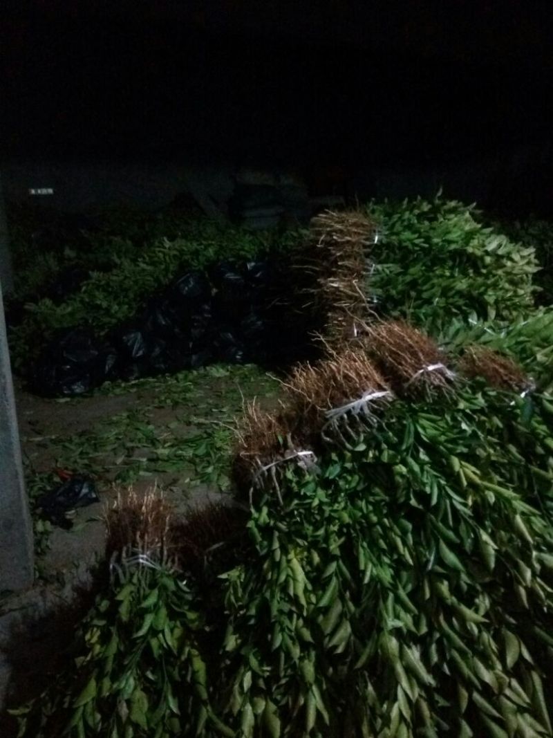 春见苗品质保证，假一赔十。