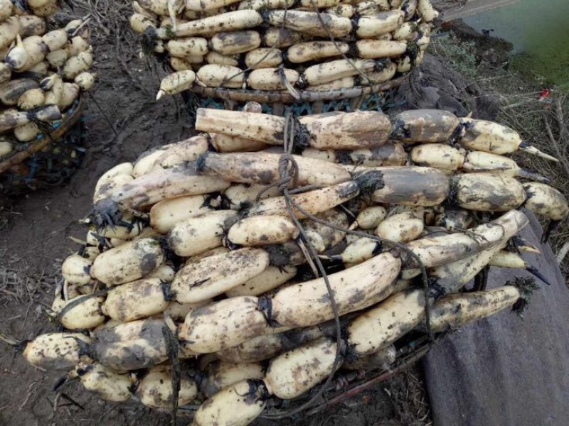 【优选】莲藕产地湖北荆州洪湖市合作社供应质量保证