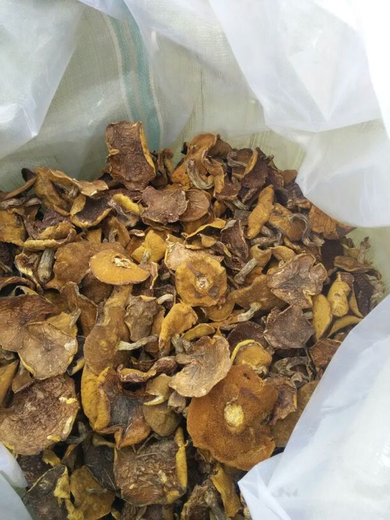 松蘑特级