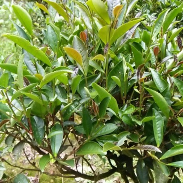 砖茶特级