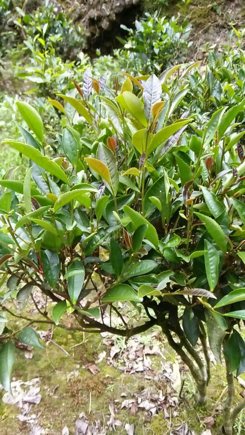 砖茶特级
