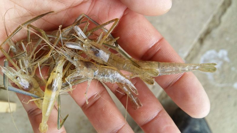 青虾虾苗26~30只/kg