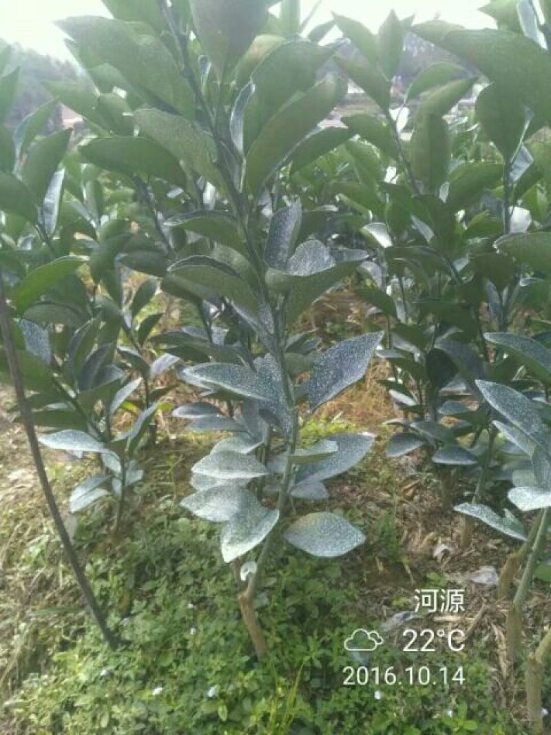 正宗赣南纽荷尔脐橙树苗无毒区培育地苗杯苗技术供应