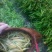 黄花菜散装二级