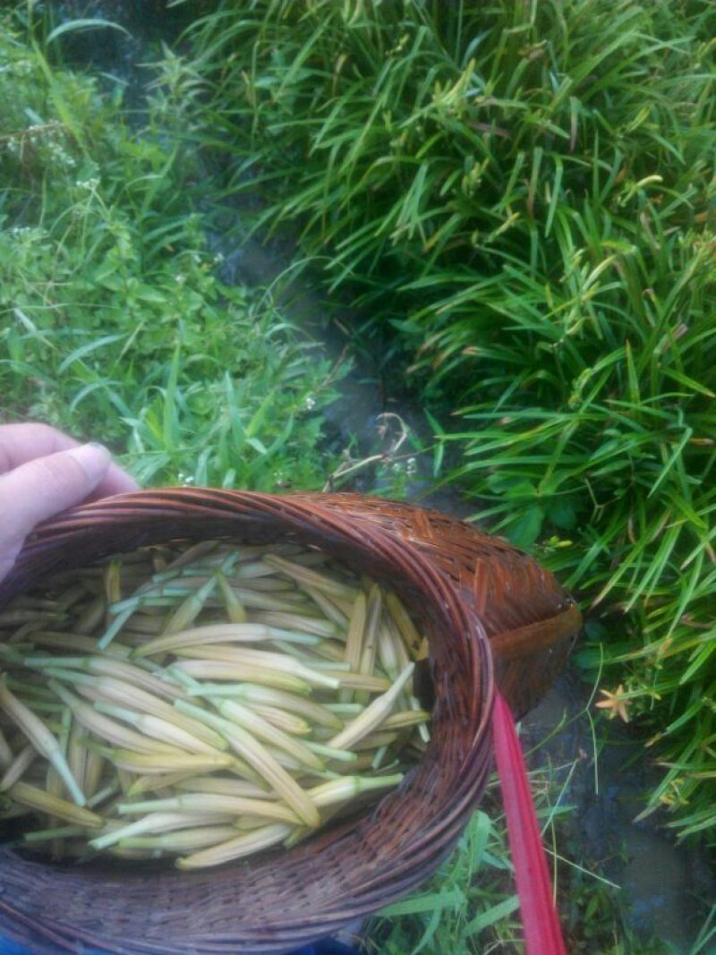 黄花菜散装二级