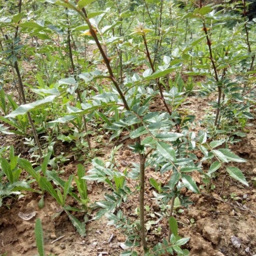 花椒苗1~2年