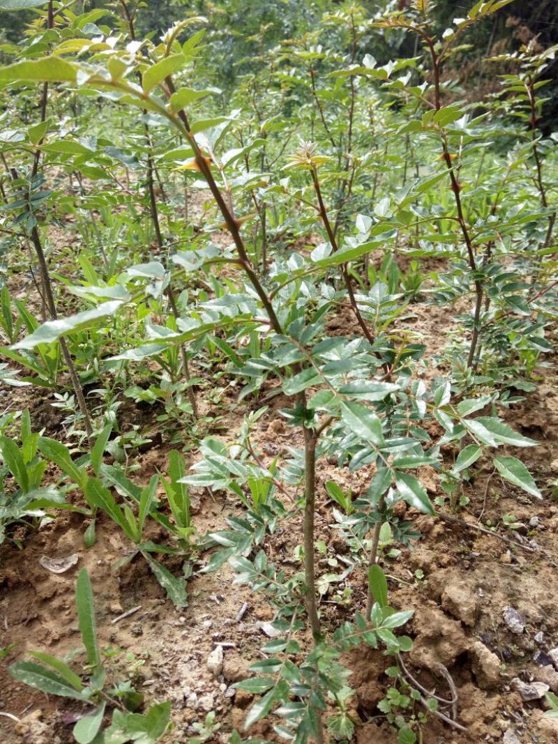 花椒苗1~2年