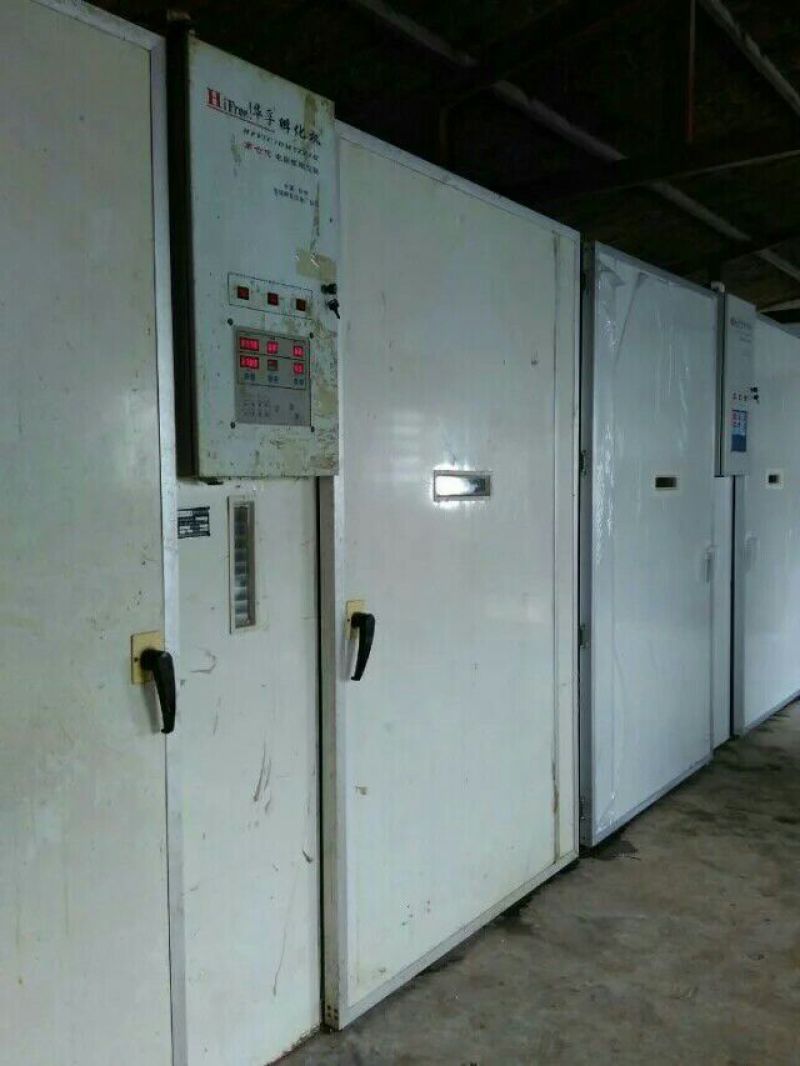 脱温鸡1斤以下