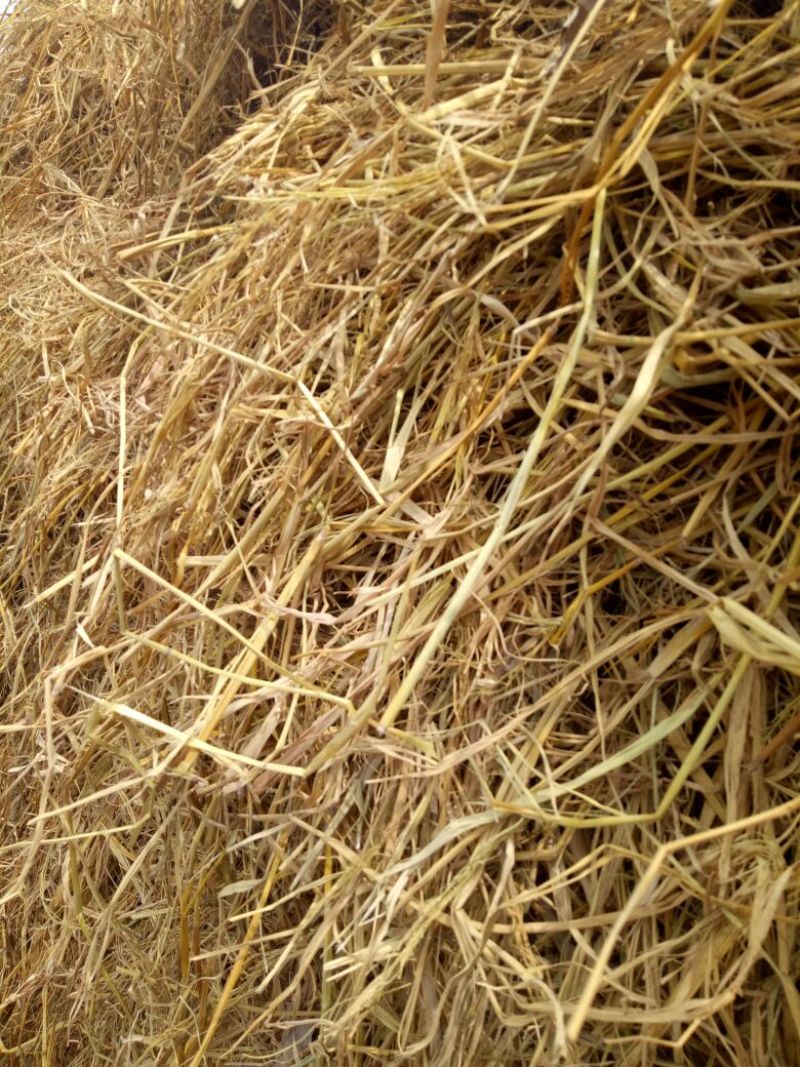 稻草60公分以下
