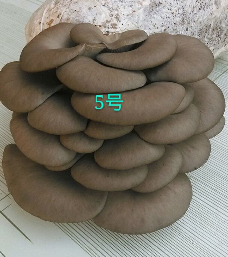 平菇菌种，**纯玉米芯生料栽培技术一斤鲜平菇成本六毛
