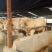 鲁西黄牛100~200kg
