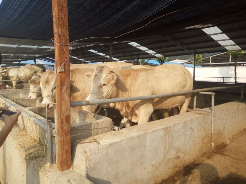 鲁西黄牛100~200kg