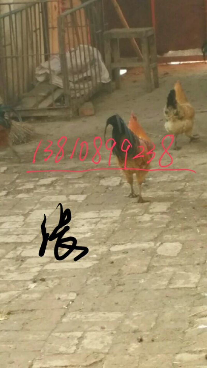 固始土鸡12月以上